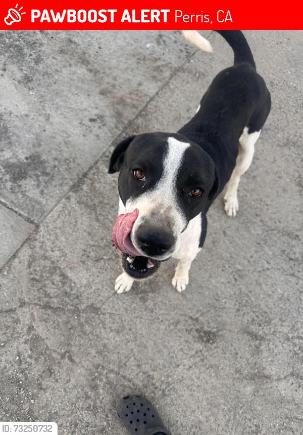 Lost Male Dog last seen Highway 74, Perris, CA 92570
