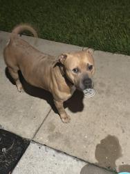 Found/Stray Male Dog last seen In shaver landing, Pasadena, TX 77502