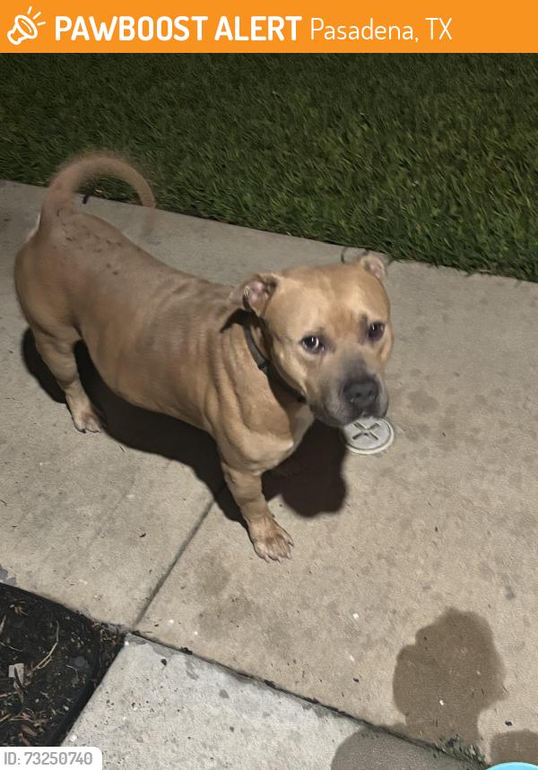 Found/Stray Male Dog last seen In shaver landing, Pasadena, TX 77502