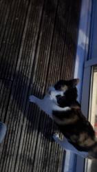 Reunited Unknown Cat last seen St marry cray, Greater London, England BR5 3AN