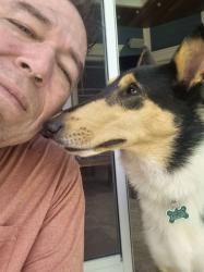 Reunited Female Dog last seen edgewater & oak, Orlando, FL 32804