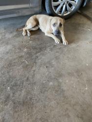 Reunited Female Dog last seen County Roads 915 & 1004, Johnson County, TX 76044