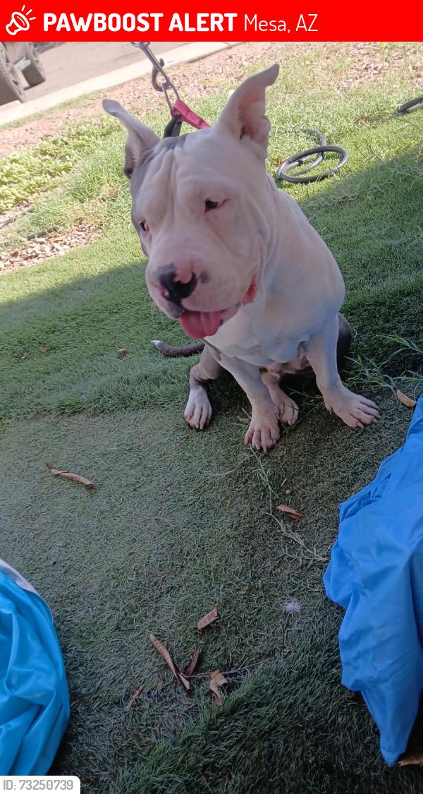 Lost Female Dog last seen Mesa dr y broadway rd, Mesa, AZ 85210