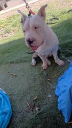 Lost Female Dog last seen Mesa dr y broadway rd, Mesa, AZ 85210