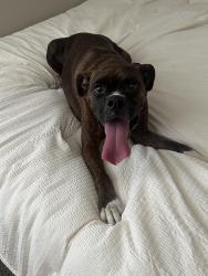 Found/Stray Female Dog last seen Near and north pointe, Tomball, TX 77375