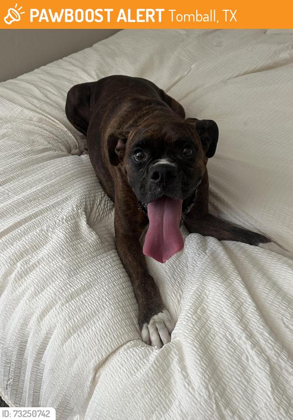 Found/Stray Female Dog last seen Near and north pointe, Tomball, TX 77375