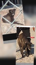 Found/Stray Male Dog last seen Amelia Ave & E Baseline Rd, Glendora, CA 91740