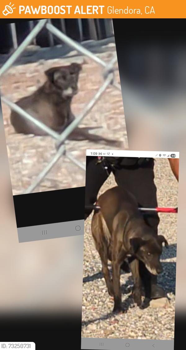 Found/Stray Male Dog last seen Amelia Ave & E Baseline Rd, Glendora, CA 91740