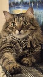 Lost Male Cat last seen Gay ave, Richmond, VA 23231