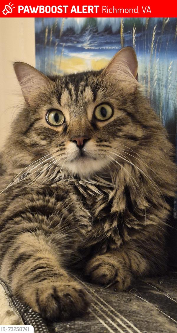 Lost Male Cat last seen Gay ave, Richmond, VA 23231