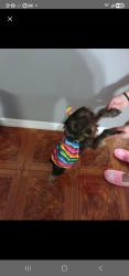 Reunited Female Dog last seen Bridge water, Katy, TX 77449