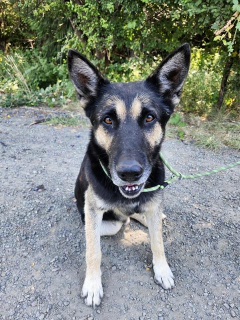 Shelter Stray Male Dog last seen Near BLOCK SE GREEN VALLEY RD, AUBURN WA 98092, 21615 64th Ave S, Kent, WA 98032, USA