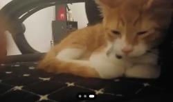 Lost Male Cat last seen Near Royal Ln, Dallas, TX 75243 down the street where hses are. Just anywhere near that area where actual hses are., Dallas, TX 75243