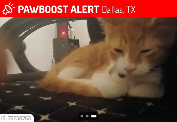 Lost Male Cat last seen Near Royal Ln, Dallas, TX 75243 down the street where hses are. Just anywhere near that area where actual hses are., Dallas, TX 75243