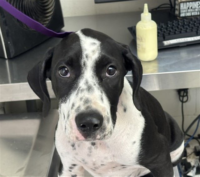 Shelter Stray Male Dog last seen JUNIPER/ATHOL, 333 Chandler Pl, San Bernardino, CA 92408, USA