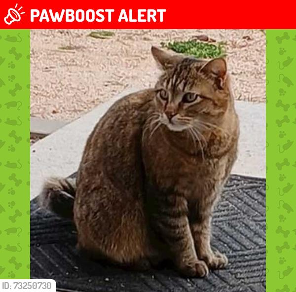 Lost Female Cat last seen Swan and Gourlay, Colorado Springs, CO 80908