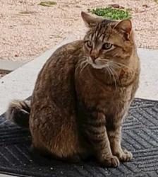 Lost Female Cat last seen Swan and Gourlay, Colorado Springs, CO 80908