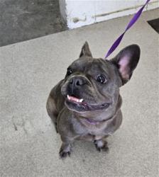 Shelter Stray Female Dog last seen , 333 Chandler Pl, San Bernardino, CA 92408, USA