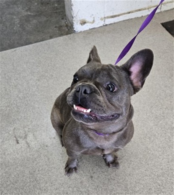 Shelter Stray Female Dog last seen , 333 Chandler Pl, San Bernardino, CA 92408, USA