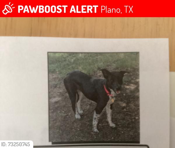 Lost Female Dog last seen Falmouth and royal crest, Plano, TX 75025
