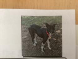Lost Female Dog last seen Falmouth and royal crest, Plano, TX 75025