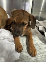 Shelter Stray Male Dog last seen Near BLOCK GOODMAN ST, BAKERSFIELD CA 93305, 3951 Fruitvale Ave, Bakersfield, CA 93308, USA