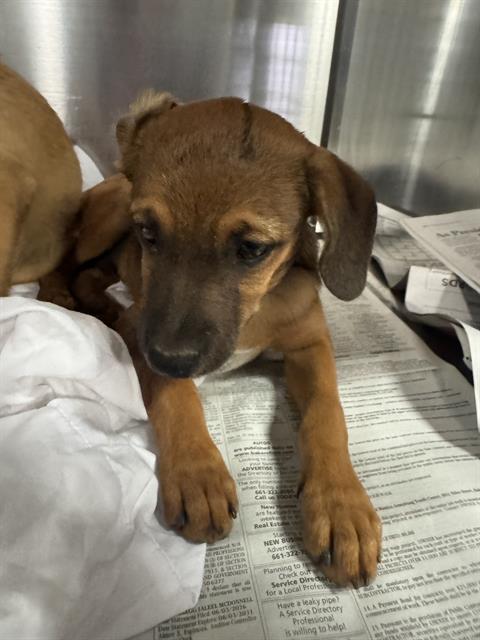 Shelter Stray Male Dog last seen Near BLOCK GOODMAN ST, BAKERSFIELD CA 93305, 3951 Fruitvale Ave, Bakersfield, CA 93308, USA