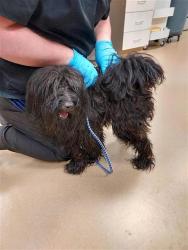 Shelter Stray Male Dog last seen FRANK GREG WAY / FRANKLIN HIGH RD, 9150 Union Park Way, Elk Grove, CA 95624, USA