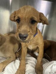 Shelter Stray Male Dog last seen Near BLOCK GOODMAN ST, BAKERSFIELD CA 93305, 3951 Fruitvale Ave, Bakersfield, CA 93308, USA