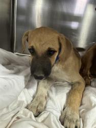 Shelter Stray Male Dog last seen Near BLOCK GOODMAN ST, BAKERSFIELD CA 93305, 3951 Fruitvale Ave, Bakersfield, CA 93308, USA
