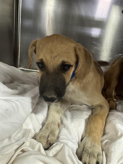 Shelter Stray Male Dog last seen Near BLOCK GOODMAN ST, BAKERSFIELD CA 93305, 3951 Fruitvale Ave, Bakersfield, CA 93308, USA