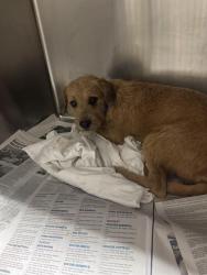 Shelter Stray Male Dog last seen Near BLOCK GOODMAN ST, BAKERSFIELD CA 93305, 3951 Fruitvale Ave, Bakersfield, CA 93308, USA