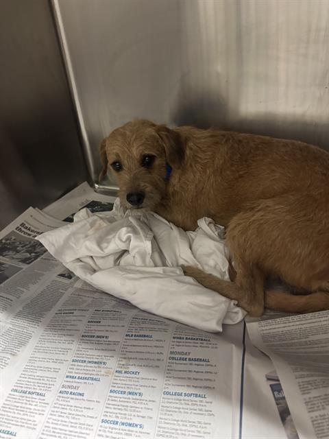 Shelter Stray Male Dog last seen Near BLOCK GOODMAN ST, BAKERSFIELD CA 93305, 3951 Fruitvale Ave, Bakersfield, CA 93308, USA
