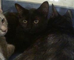 Shelter Stray Female Cat last seen CHARLOTTE, 8315 Byrum Dr, Charlotte, NC 28217, USA