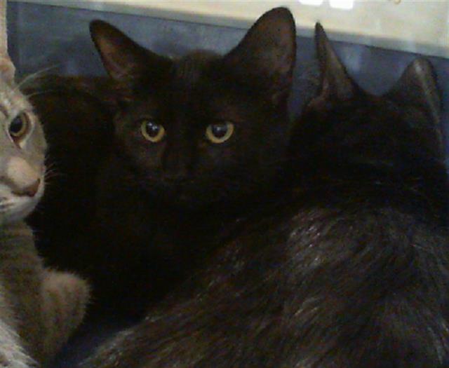Shelter Stray Female Cat last seen CHARLOTTE, 8315 Byrum Dr, Charlotte, NC 28217, USA