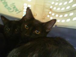 Shelter Stray Male Cat last seen CHARLOTTE, 8315 Byrum Dr, Charlotte, NC 28217, USA