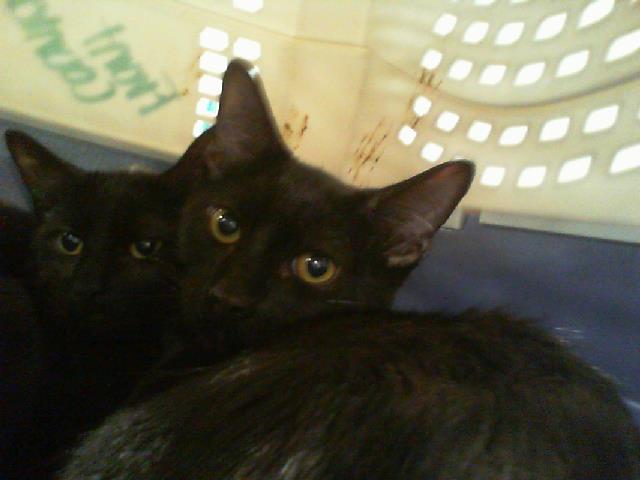 Shelter Stray Male Cat last seen CHARLOTTE, 8315 Byrum Dr, Charlotte, NC 28217, USA