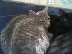 Shelter Stray Female Cat last seen CHARLOTTE, 8315 Byrum Dr, Charlotte, NC 28217, USA