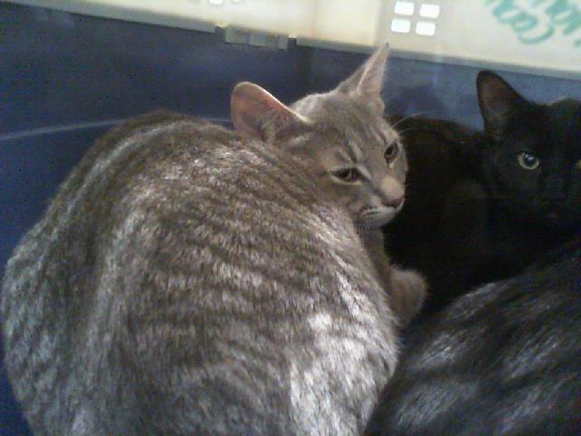 Shelter Stray Female Cat last seen CHARLOTTE, 8315 Byrum Dr, Charlotte, NC 28217, USA