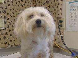 Shelter Stray Male Dog last seen COTTAGE WY/BELL ST, 95825, 3839 Bradshaw Rd, Sacramento, CA 95827, USA