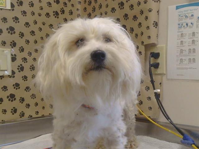 Shelter Stray Male Dog last seen COTTAGE WY/BELL ST, 95825, 3839 Bradshaw Rd, Sacramento, CA 95827, USA