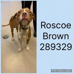 Shelter Stray Male Dog last seen LOG CABIN DR, 4214 Fulton Mill Rd, Macon, GA 31216, USA