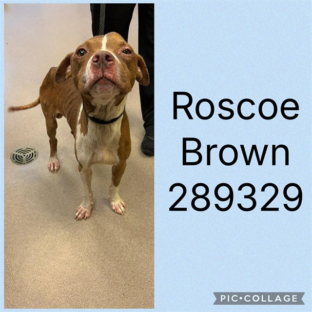 Shelter Stray Male Dog last seen LOG CABIN DR, 4214 Fulton Mill Rd, Macon, GA 31216, USA