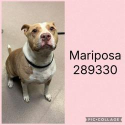 Shelter Stray Female Dog last seen JADAN PL, 4214 Fulton Mill Rd, Macon, GA 31216, USA