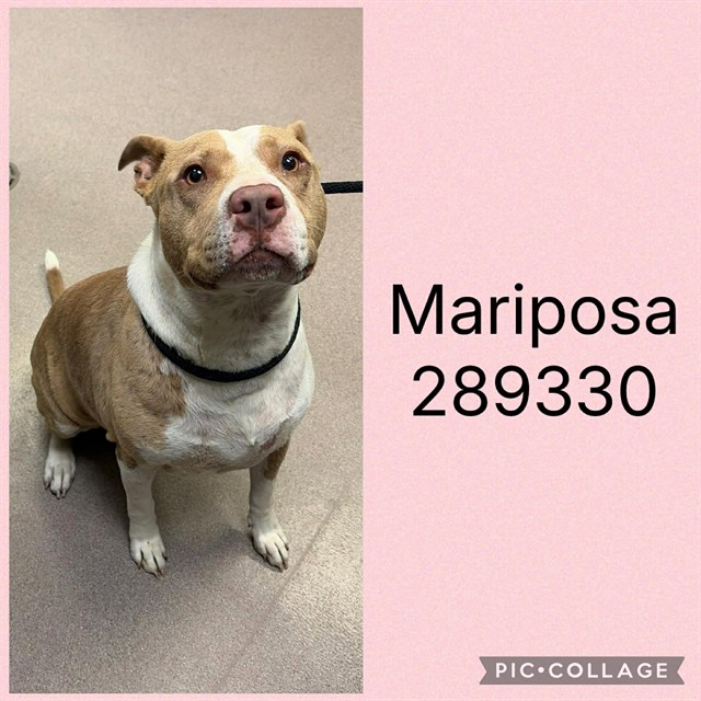 Shelter Stray Female Dog last seen JADAN PL, 4214 Fulton Mill Rd, Macon, GA 31216, USA