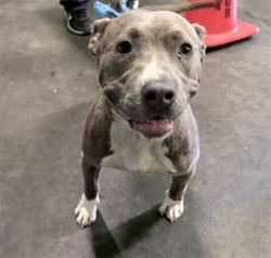 Shelter Stray Female Dog last seen , 1850 W 60th St, Los Angeles, CA 90047, USA