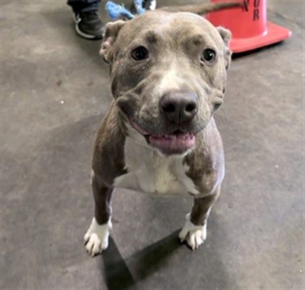 Shelter Stray Female Dog last seen , 1850 W 60th St, Los Angeles, CA 90047, USA
