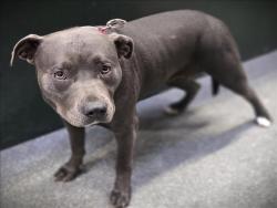 Shelter Stray Female Dog last seen , 3201 Lacy St, Los Angeles, CA 90031, USA