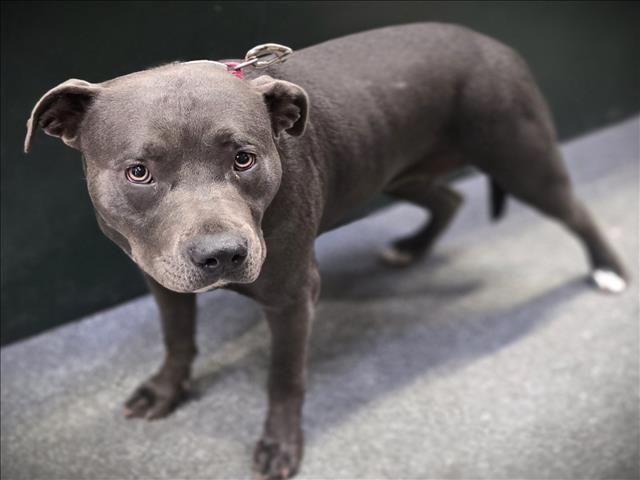 Shelter Stray Female Dog last seen , 3201 Lacy St, Los Angeles, CA 90031, USA