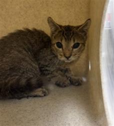 Shelter Stray Female Cat last seen Near BLOCK N CR 426 GENEVA, 232 Eslinger Way, Sanford, FL 32773, USA